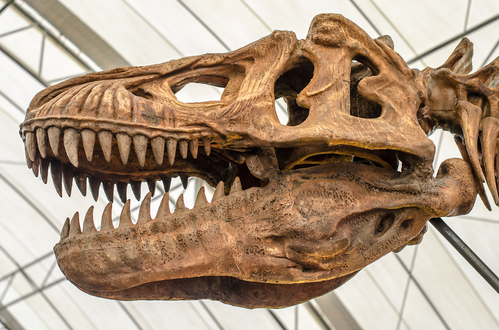 Se espera que un fósil de T-Rex se venda por millones en una subasta, pero a los científicos no les hace gracia