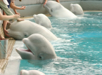 Las belugas de Marineland se salvaron en el &uacute;ltimo momento