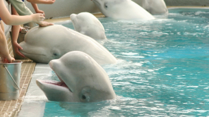 30 belugas abandonadas en un parque cerrado de Canadá serán rescatadas, alguna irán al Oceanogràfic de Valencia.