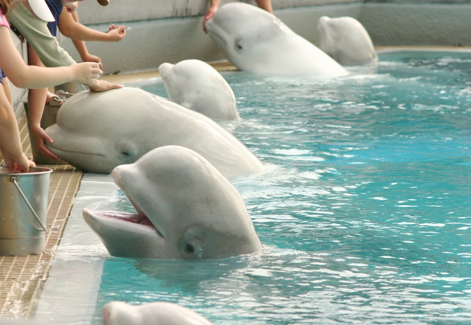 Las belugas de Marineland se salvaron en el último momento