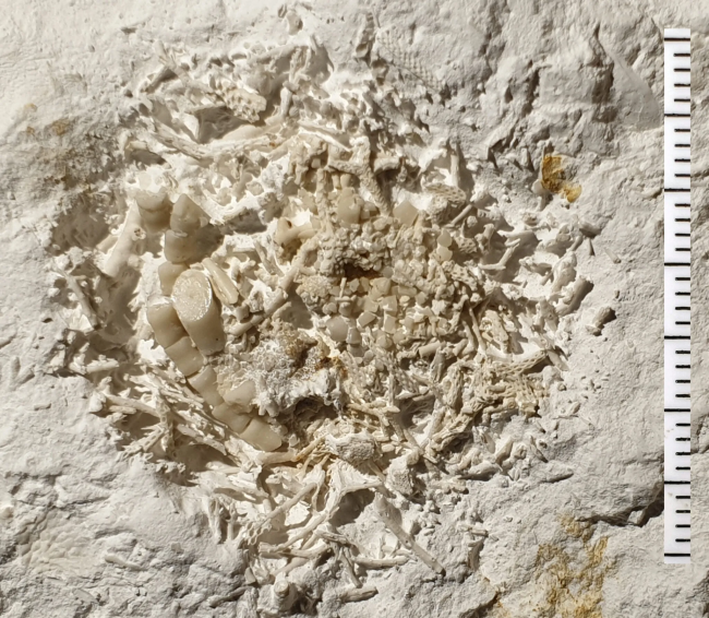 Descubren en Dinamarca un vómito fosilizado de 66 millones de años de antigüedad