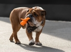 Roscoe, el querido bulldog de Lewis Hamilton, ha muerto
