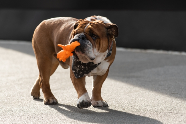 Roscoe, l'amato bulldog di Lewis Hamilton, è morto
