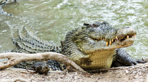Una cuidadora del zoo se lanza al recinto de los cocodrilos para salvar a un niño herido