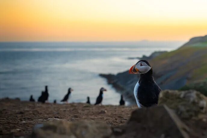 La población de frailecillos alcanza una cifra récord por segundo año consecutivo en la emblemática Skomer Island