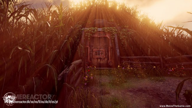 Maize