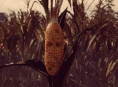 Tráilér: Maize, el juego de la mazorca parlante y oso robot ruso