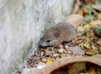 Se confirma que el brote de hantavirus es el de los Andes, el &uacute;nico transmisible de persona a persona