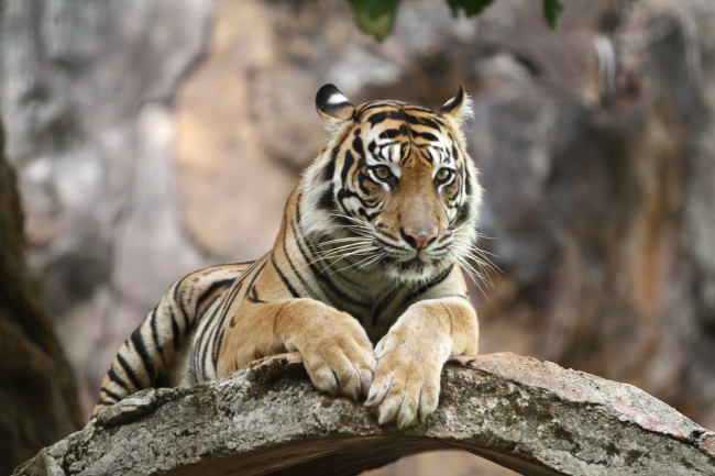 La policía dispara a un tigre huido, presuntamente propiedad de la 