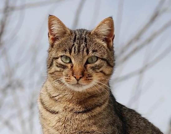 Cientos de gatos rescatados de mataderos en Vietnam