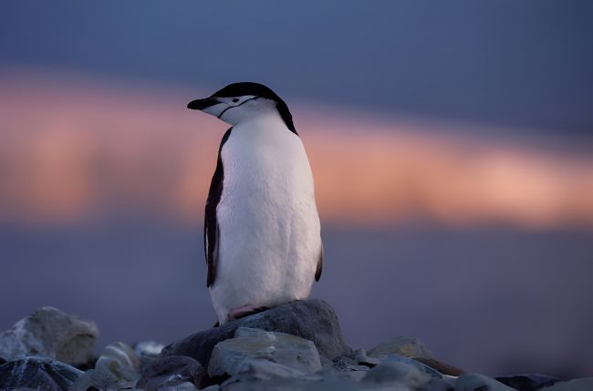 La vida amorosa de los pingüinos: Rupturas, dramas y segundas oportunidades