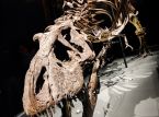 Se espera que un f&oacute;sil de T-Rex se venda por millones en una subasta, pero a los cient&iacute;ficos no les hace gracia