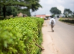50 de los 300 alumnos de escuelas cat&oacute;licas secuestrados en Nigeria consiguen escapar (unos 250 siguen cautivos)