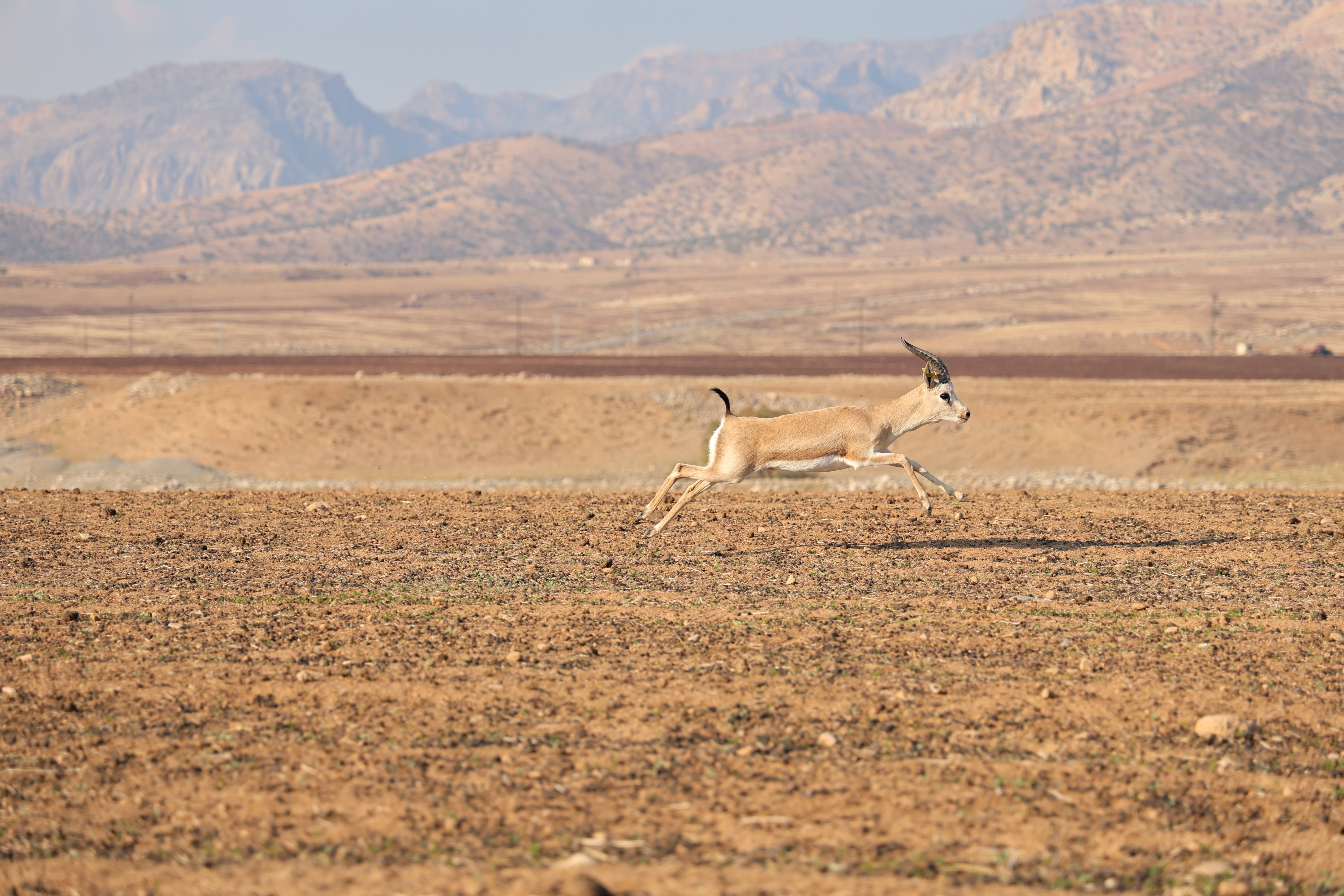 Turquía bate su récord de temperatura más alta registrada con 50,5°C
