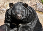Jap&oacute;n intenta frenar el aumento de los ataques de osos con cazadores reclutados