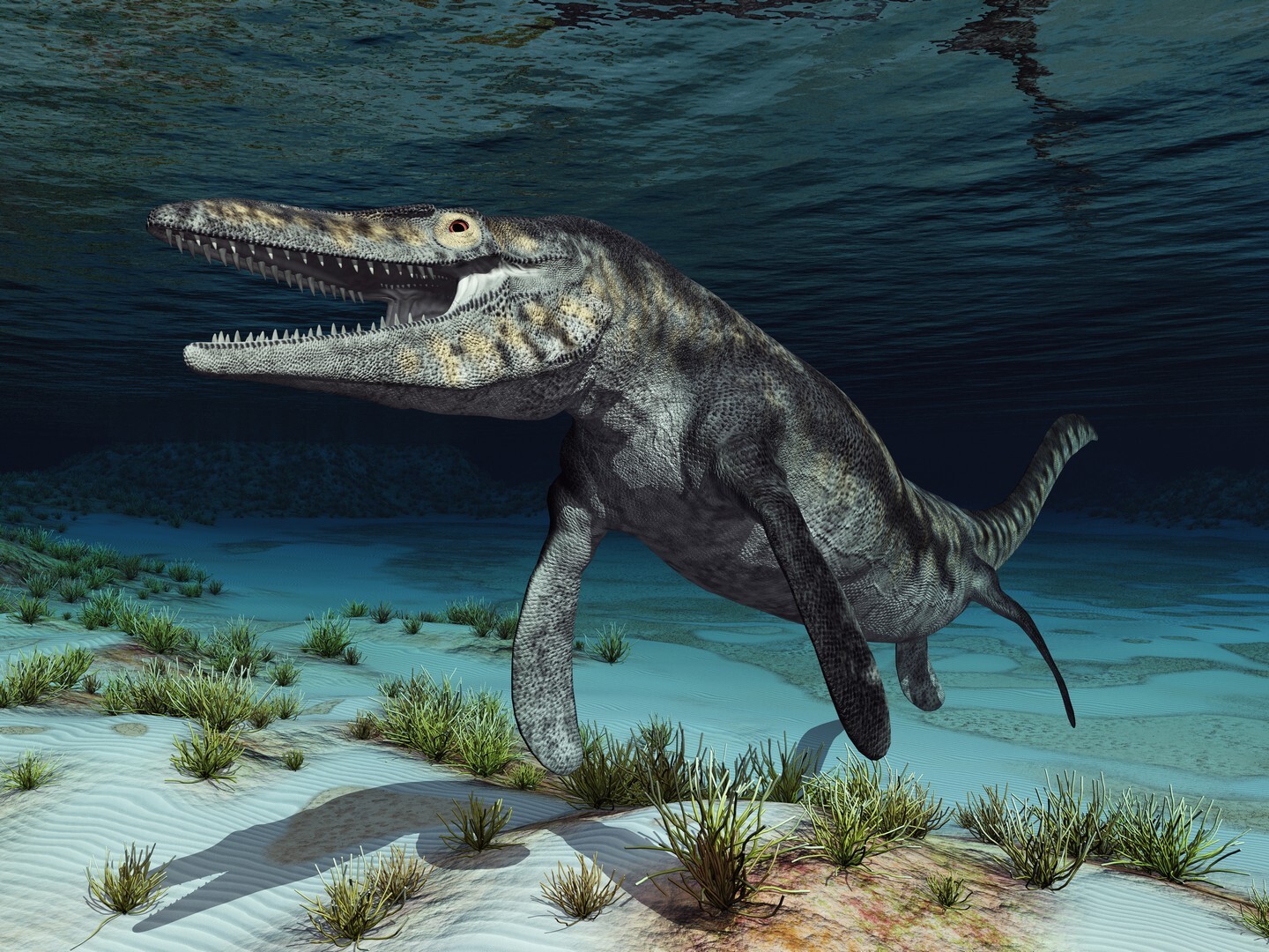 Un paleontólogo nombra "T. rex" al nuevo descubrimiento de mosasaurio, y por buenas razones