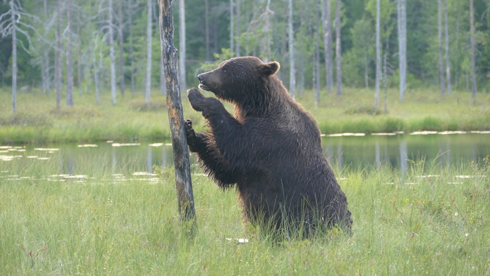 Los investigadores proponen "rewilding" las zonas fronterizas de Europa como estrategia de defensa natural