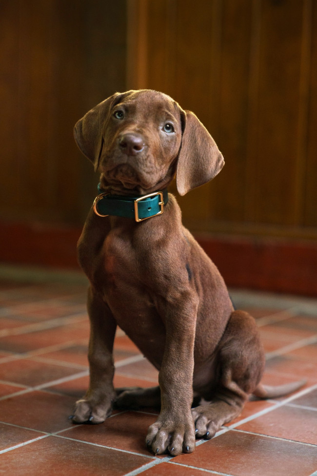 Scooby-Doo: Origins