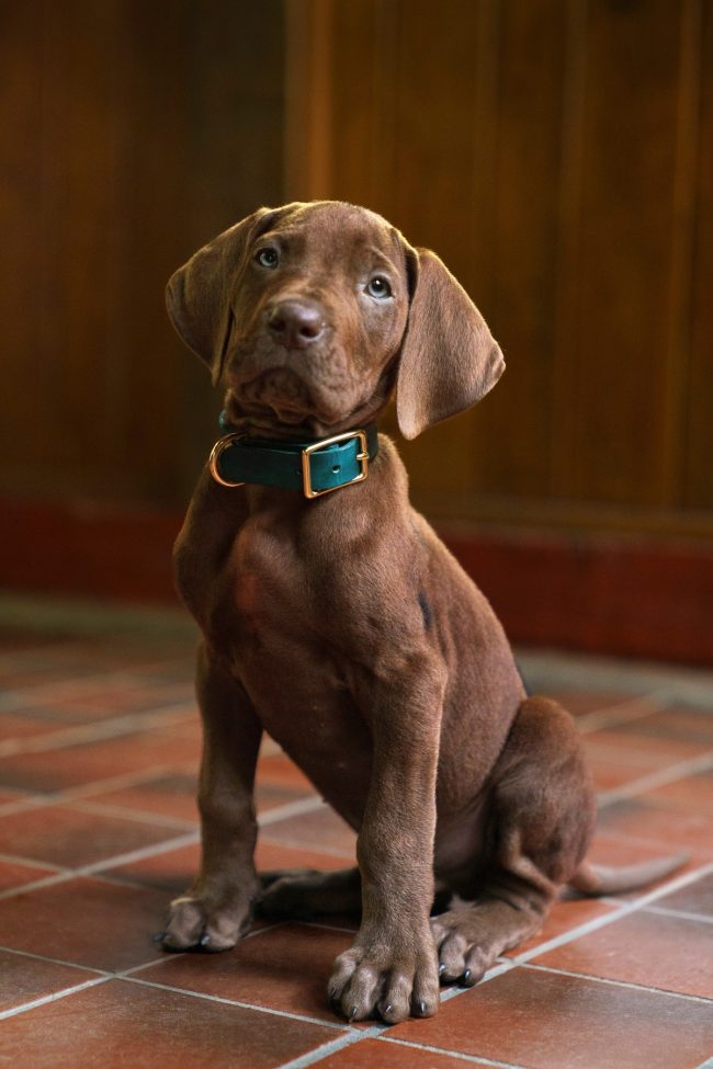 Scooby-Doo: Origins