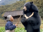 &iquest;Qu&eacute; pasa con Jap&oacute;n y los osos? Desde drones que ladran como perros hasta abuelas que luchan contra osos.