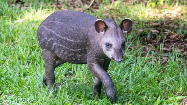 Un zoológico del Reino Unido da la bienvenida a la primera cría de tapir de las tierras bajas en 14 años