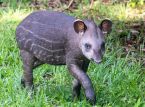 Un zool&oacute;gico del Reino Unido da la bienvenida a la primera cr&iacute;a de tapir de las tierras bajas en 14 a&ntilde;os