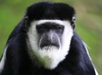 Se ha descubierto una nueva especie de mono, escondida entre las copas de los &aacute;rboles de los bosques de la Rep&uacute;blica Democr&aacute;tica del Congo