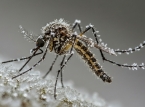 Islandia informa de la presencia de mosquitos por primera vez... &iquest;Por qu&eacute; es noticia?