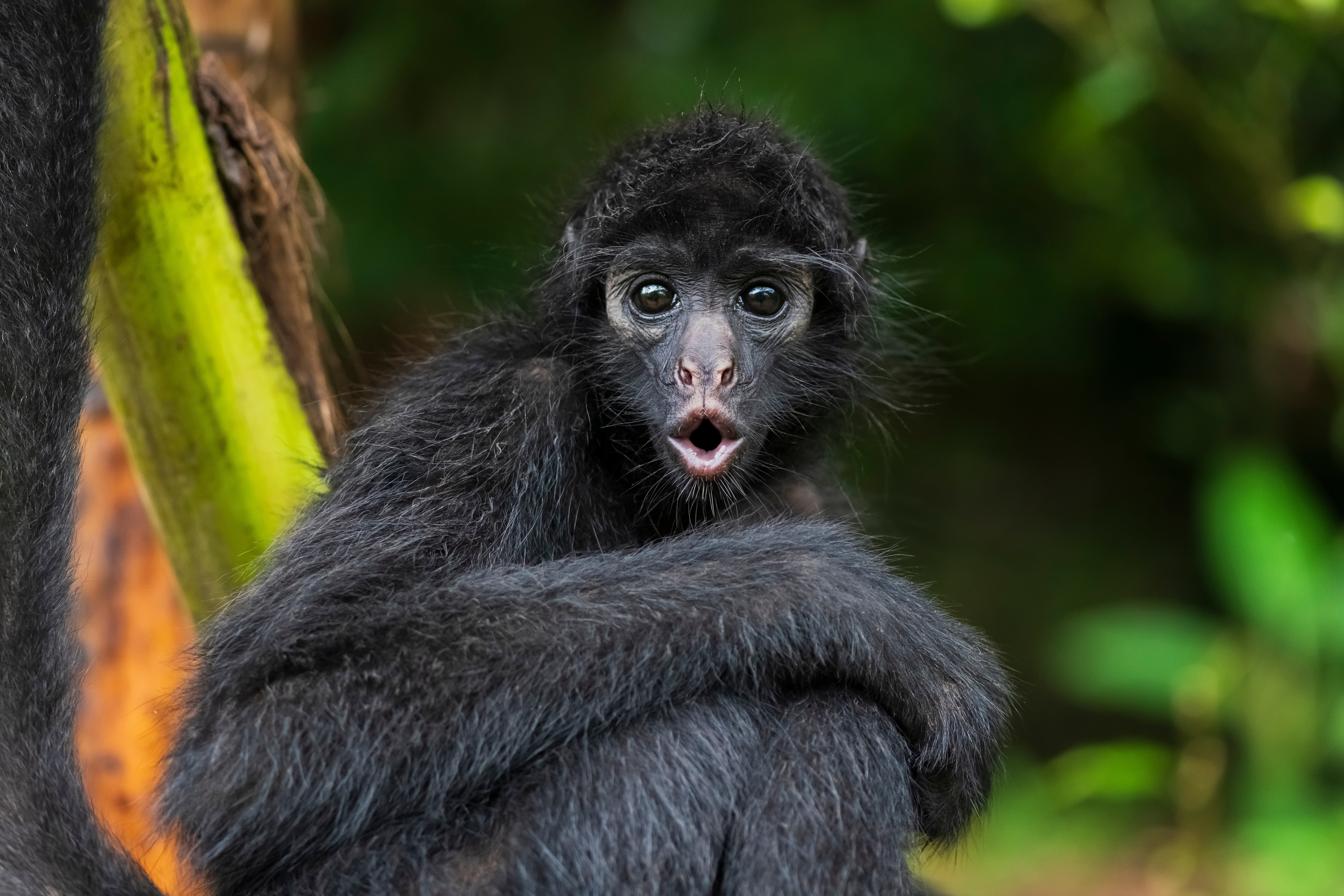 Se ha descubierto una nueva especie de mono, escondida entre las copas de los árboles de los bosques de la República Democrática del Congo