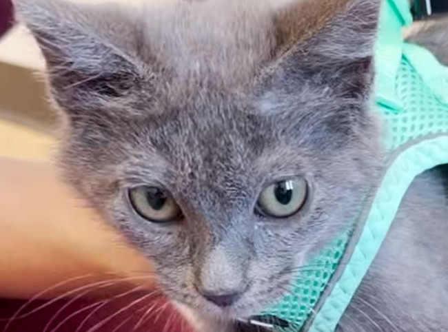 Este diminuto gato aprendió a andar con ayuda de Lego