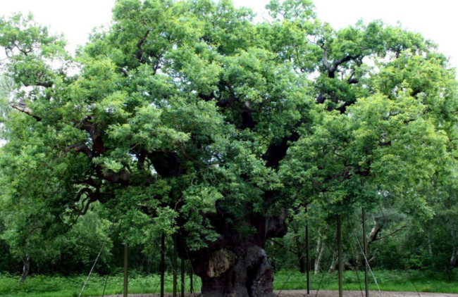 El legendario Major Oak de Robin Hood muere tras más de 1.000 años
