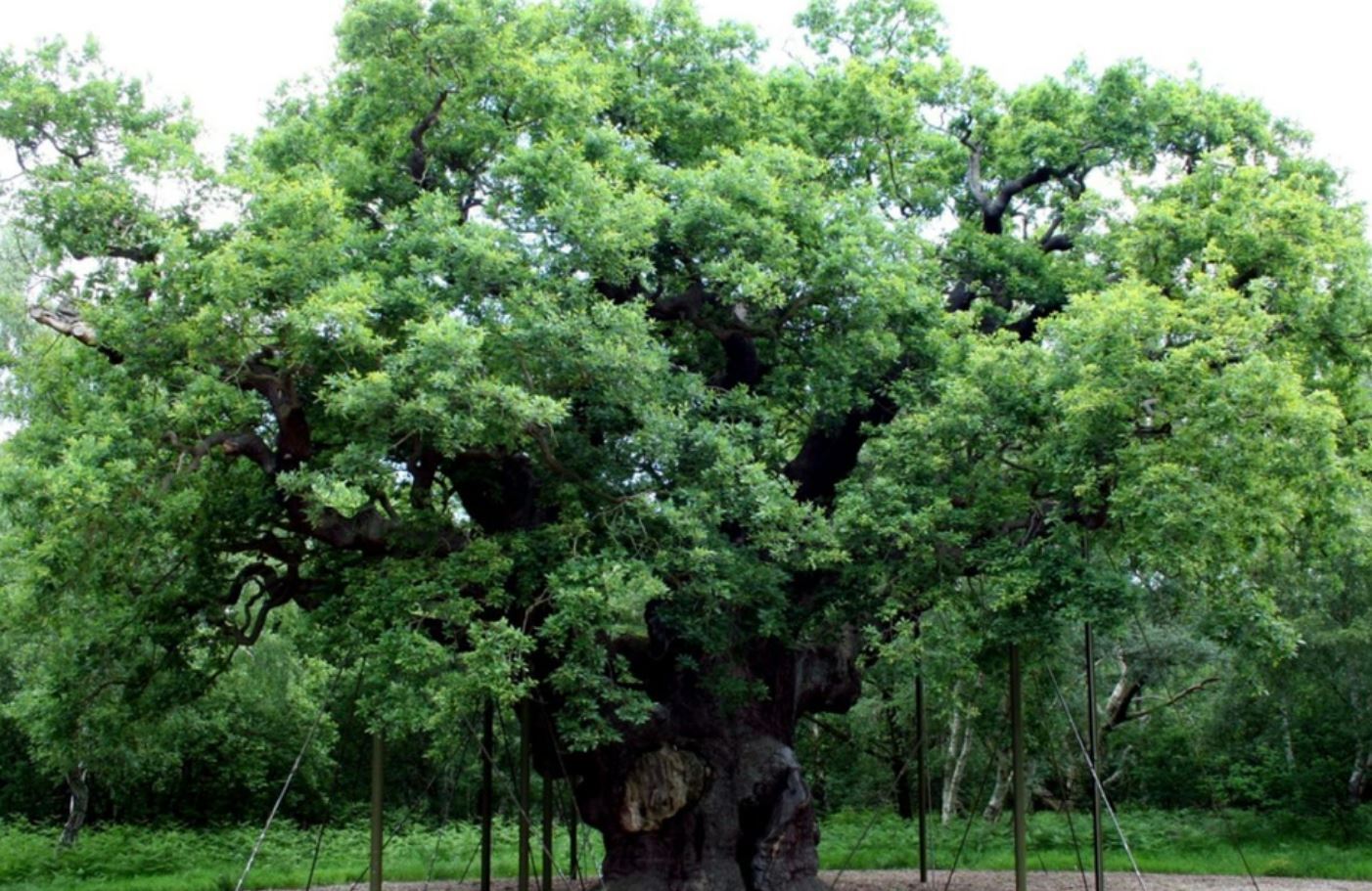 El legendario Major Oak de Robin Hood muere tras más de 1.000 años