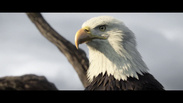 Assassin's Creed a vista de pájaro